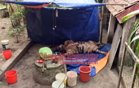 Mua ho song nang 3 ta gia 1 ty ve cat tiet, nau cao - Anh 1