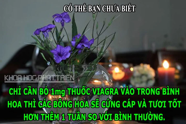 ĐỘC-LẠ: Viagra giúp hoa tươi lâu, chim không thể đi tiểu