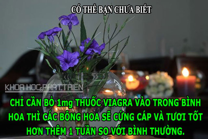 ĐỘC-LẠ: Viagra giúp hoa tươi lâu, chim không thể đi tiểu