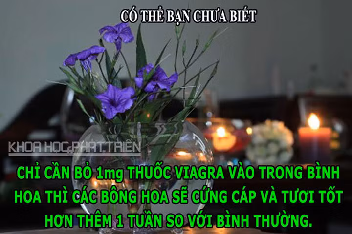 ĐỘC-LẠ: Viagra giúp hoa tươi lâu, chim không thể đi tiểu