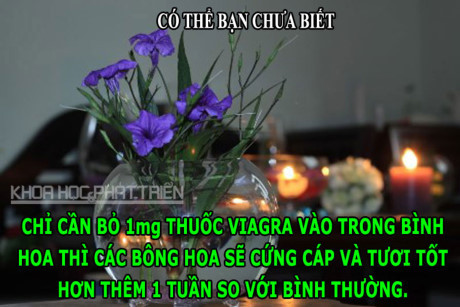 ĐỘC-LẠ: Viagra giúp hoa tươi lâu, chim không thể đi tiểu - Ảnh 1 DOC-LA: Viagra giup hoa tuoi lau, chim khong the di tieu - Anh 1