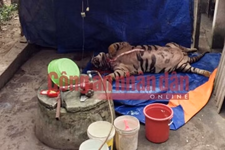 Mua hổ sống nặng 3 tạ giá 1 tỷ về cắt tiết, nấu cao