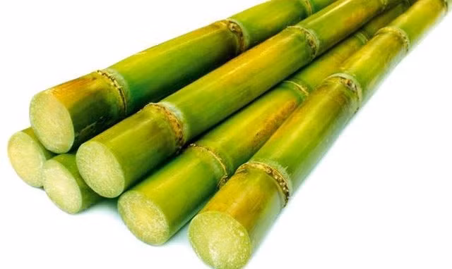 Mía có tác dụng giảm ho, giảm đờm, phòng ngừa bệnh hen suyễn rất tốt. Ảnh minh họa/INT. vâng 