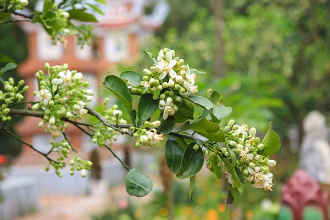 Những lợi ích cho sức khỏe từ hoa bưởi