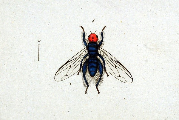 Các loài côn trùng 