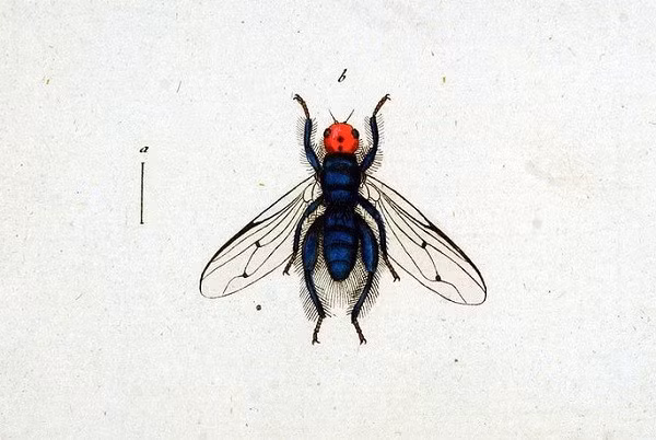 Các loài côn trùng 