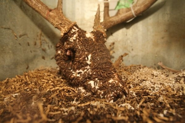 Các loài côn trùng 