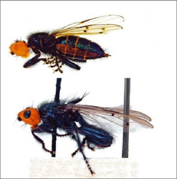 Các loài côn trùng 