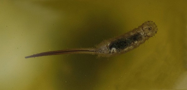 Các loài côn trùng 