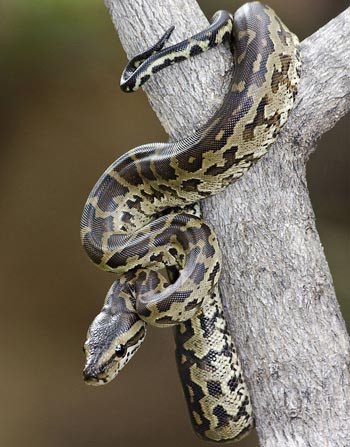 Một con trăn đá châu Phi. Ảnh: Wikipedia python-natalensis-baby-koedoes-9844-4625