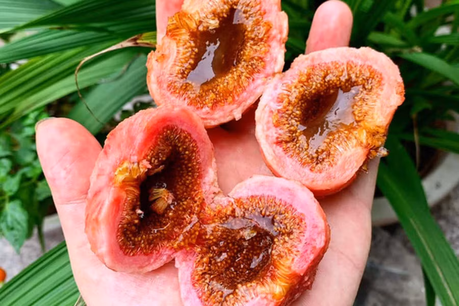 Lúc chín, vỏ quả vả sậm lại, bẻ đôi sẽ thấy một dòng mật ngọt lịm chảy ra, rất hấp dẫn.