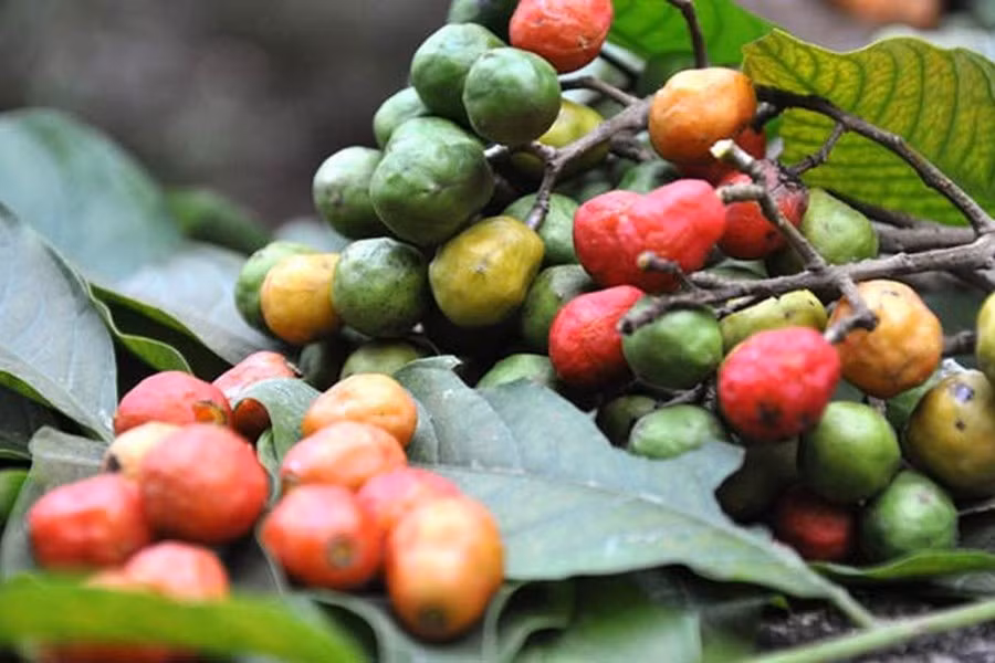 Vị của quả dâu da xoan chua chua, ngọt ngọt. Khi ăn có thể nhai luôn cả hạt.