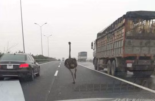 Giật mình phát hiện đà điểu “đua” trên đường cao tốc