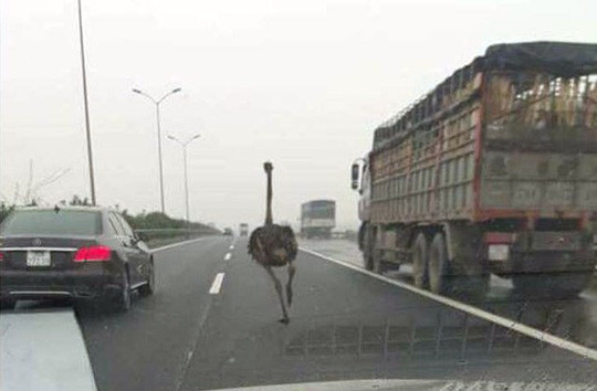 Giật mình phát hiện đà điểu “đua” trên đường cao tốc ảnh 1 Con đà điểu chạy xen kẽ giữa các làn xe trên cao tốc Pháp Vân - Cầu Giẽ - Ảnh: Nguyễn Anh Tuấn