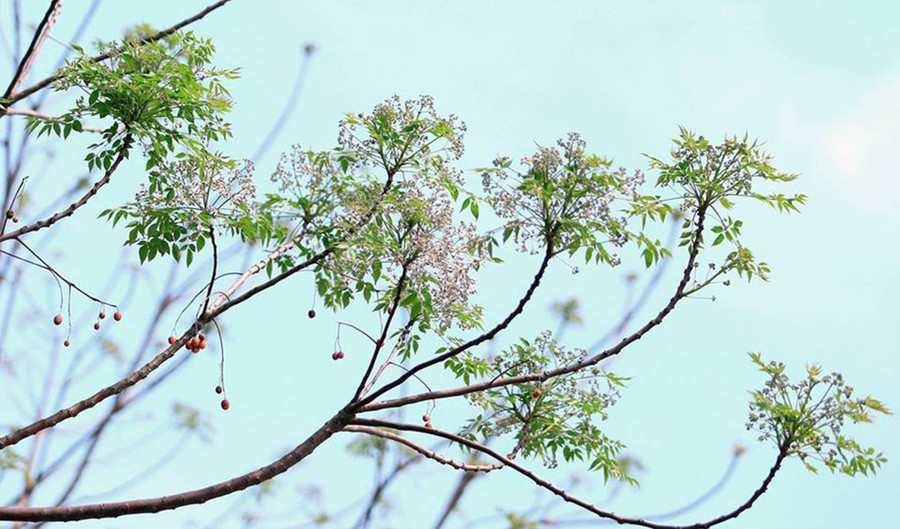 Hoa xoan, một hình ảnh đẹp trong thơ xuân của Nguyễn Bính. Minh họa từ IT Hoa xoan, một hình ảnh đẹp trong thơ xuân của Nguyễn Bính. Minh họa từ IT