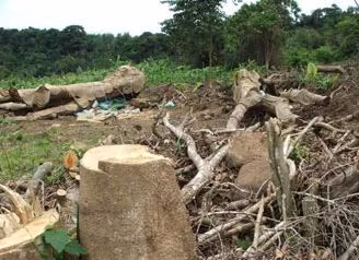 Xử lý dứt điểm tình trạng phá rừng tại Phú Yên