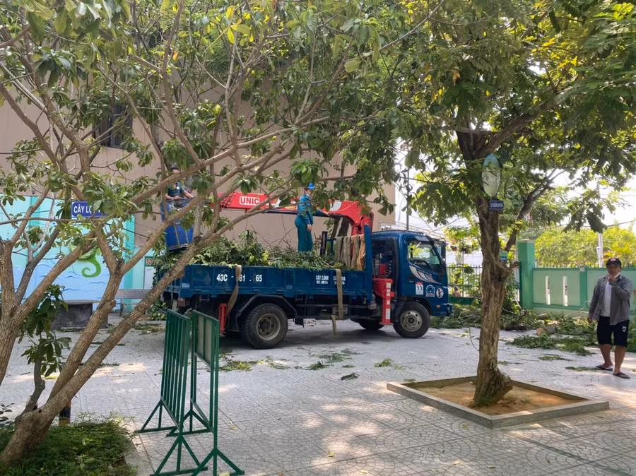 Trường Tiểu học Núi Thành tiến hành cắt tỉa cây xanh.