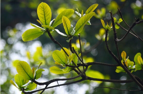 Ảnh minh họa ITN. Ảnh minh họa ITN.