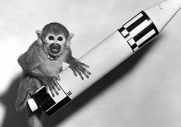 Những phi hành gia động vật đầu tiên vào vũ trụ ảnh 7