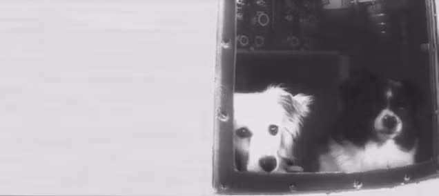 Những phi hành gia động vật đầu tiên vào vũ trụ ảnh 3