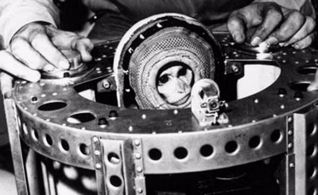 Những phi hành gia động vật đầu tiên vào vũ trụ ảnh 1