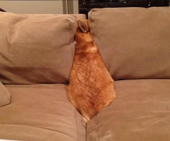 Chùm ảnh hài hước về 20 kiểu trốn tìm của loài chó