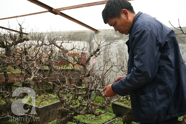 Chủ vườn mất ăn mất ngủ lo đào mất mùa 3 Chủ vườn mất ăn mất ngủ lo đào mất mùa 3