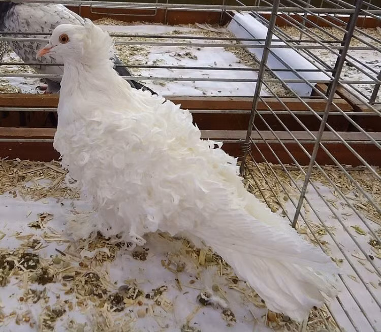 Kỳ lạ loài chim thích... đi bộ hơn là bay ảnh 3