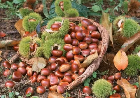 Cách Trung Quốc tạo cái chết cho hạt dẻ Trùng Khánh