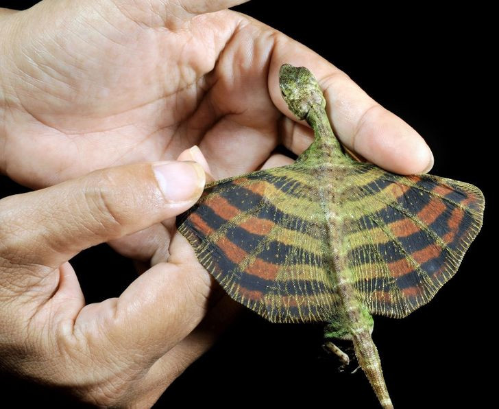 Đây là một con thằn lằn. Loài thằn lằn này sống ở Đông Nam Á. Hai bên thân có các nếp da rộng, có thể dang rộng hình cánh chim.