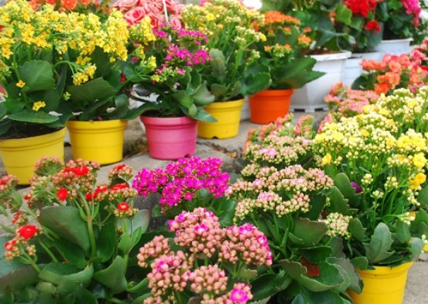 Chữa bệnh nhờ cây lá bỏng