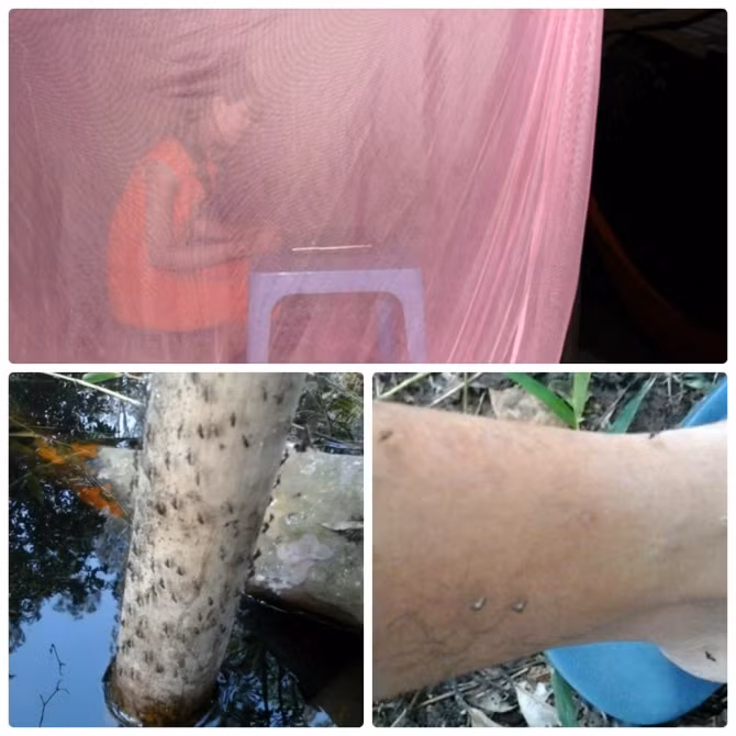 Quơ tay vốc được muỗi, người dân miền Tây ăn cơm trong mùng