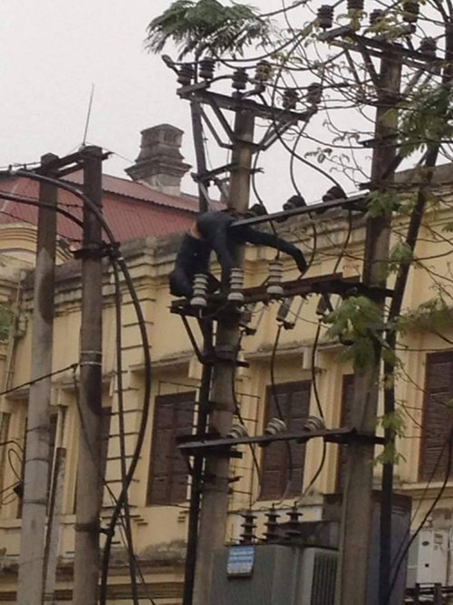 Thanh nien ngao da treo bien ap, bi dien giat roi xuong dat