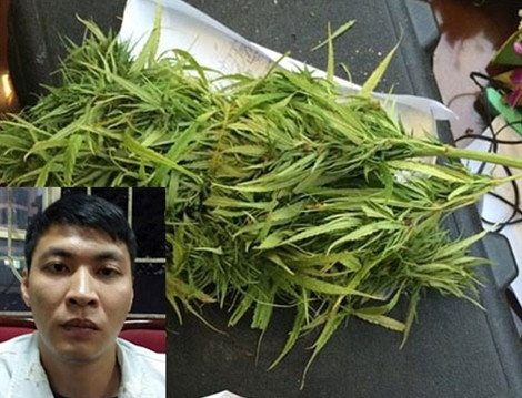 Đối tượng Dũng và cây cần sa trong hành lý của Dũng. Đối tượng Dũng và cây cần sa trong hành lý của Dũng.