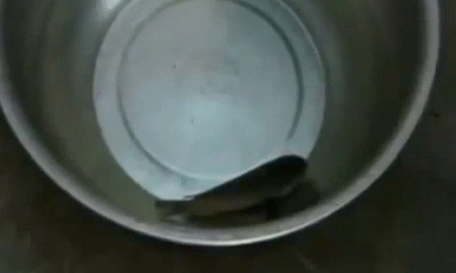 Chú cá bơi lội tung tăng trở lại sau khi nghe các Phật tử niệm Phật.