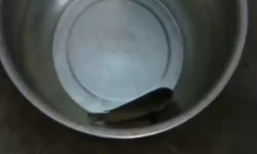 Chú cá bơi lội tung tăng trở lại sau khi nghe các Phật tử niệm Phật.