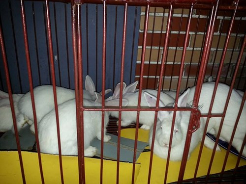 4 mon tuyet ngon tu tho