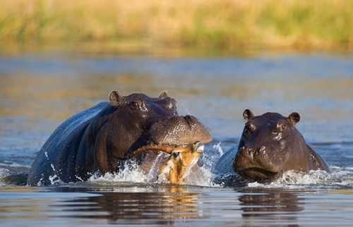 Phát hiện mới bất ngờ về loài hà mã ảnh 1