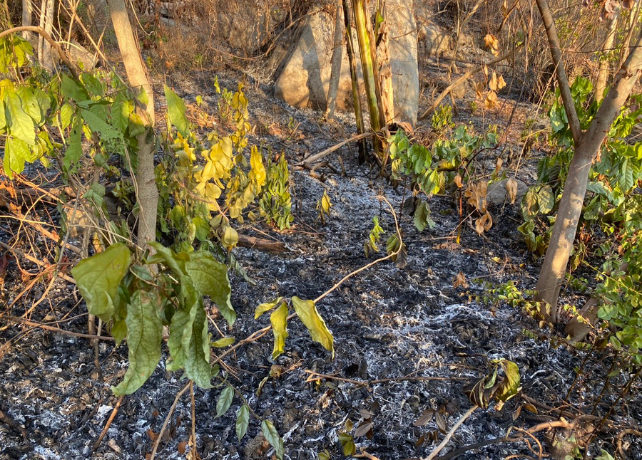 Lớp thực bì và cây tạp tái sinh bị cháy trong vụ cháy rừng trên núi Cô Tô (Tri Tôn). Lớp thực bì và cây tạp tái sinh bị cháy trong vụ cháy rừng trên núi Cô Tô (Tri Tôn).