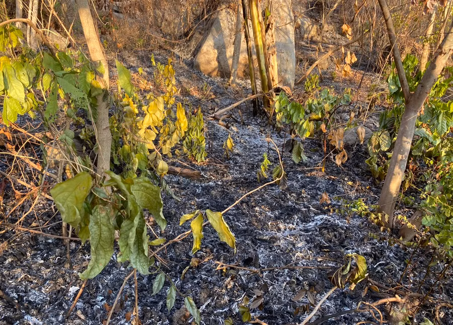 Lớp thực bì và cây tạp tái sinh bị cháy trong vụ cháy rừng trên núi Cô Tô (Tri Tôn).
