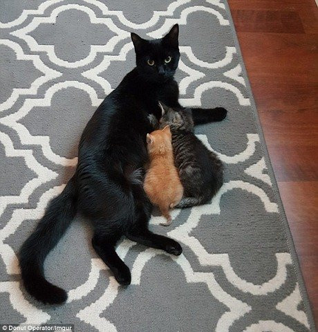 my: canh sat noi tieng vi mang meo con di tuan tra hinh anh 2