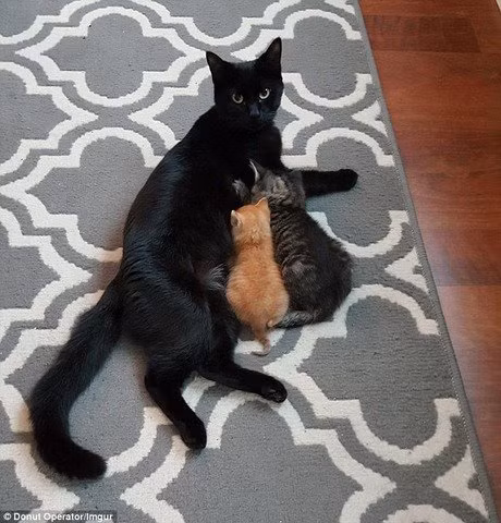 Mỹ: Cảnh sát nổi tiếng vì mang mèo con đi tuần tra hình ảnh 2 my: canh sat noi tieng vi mang meo con di tuan tra hinh anh 2