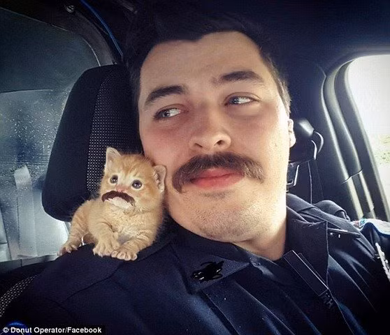 Mỹ: Cảnh sát nổi tiếng vì mang mèo con đi tuần tra hình ảnh 3 my: canh sat noi tieng vi mang meo con di tuan tra hinh anh 3