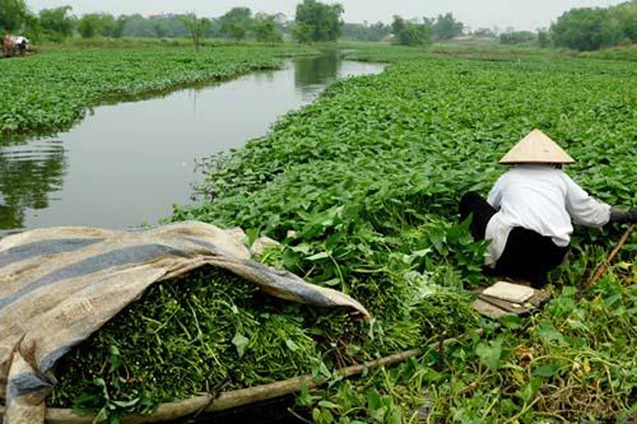 Xơ gan vì ăn rau muống chưa chín kỹ