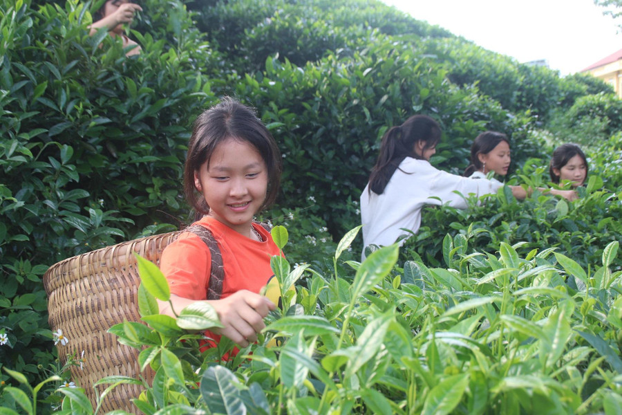 Một buổi hái chè của học sinh lớp 8.