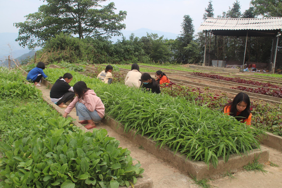 Chăm sóc vườn rau trong “Trường học nông trại” sau những buổi học.