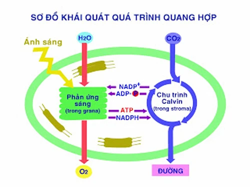 Lịch sử sự sống: Quang hợp có trước hô hấp