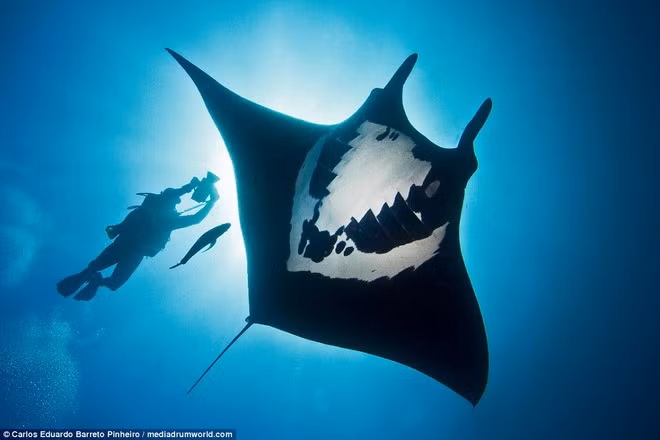 Phát sốt với chú cá đuối có hình vẽ kỳ lạ ở bụng