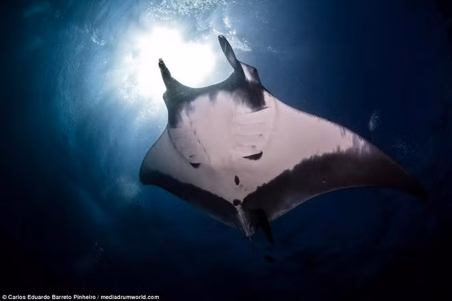 Một con cá đuối bình thường.