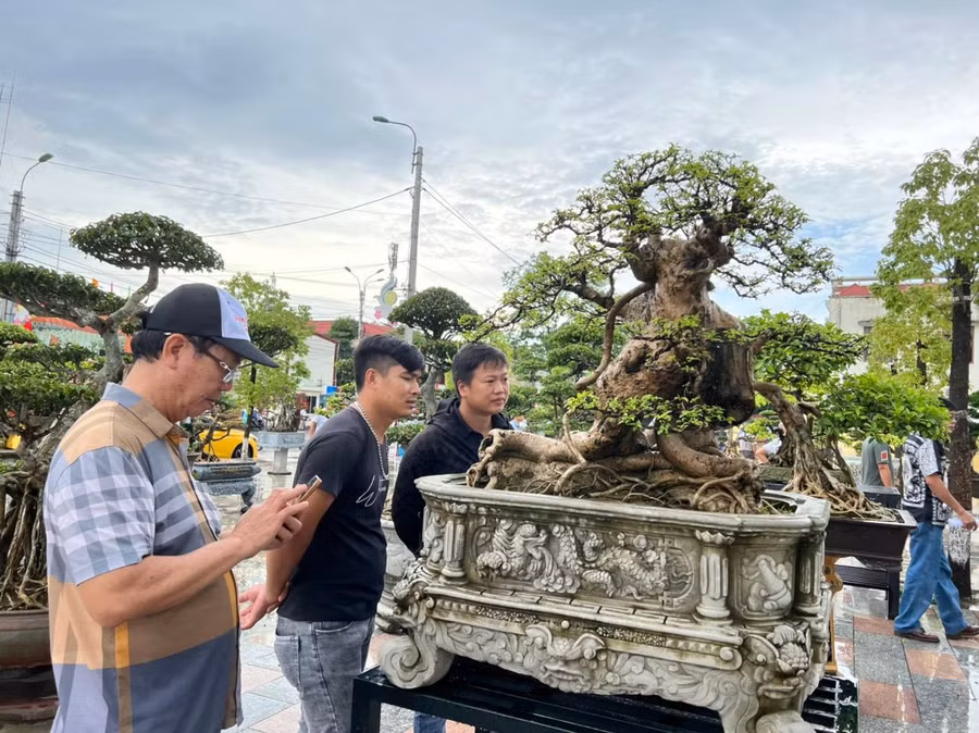 Người yêu thích cây cảnh tham quan, thưởng thức vẻ đẹp của cây.
